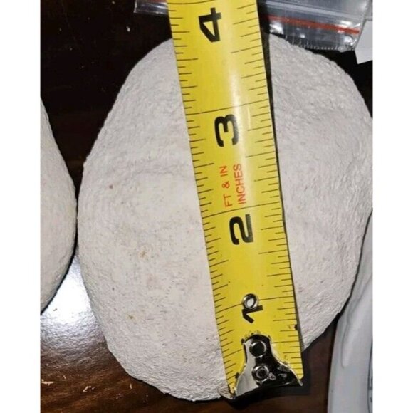 18 Lot: 16 Seashells &2 Puff Sand Dollars w/Brown Ceramic Display Bowl - Picture 3 of 12